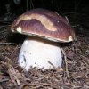 boletus edulis - 4